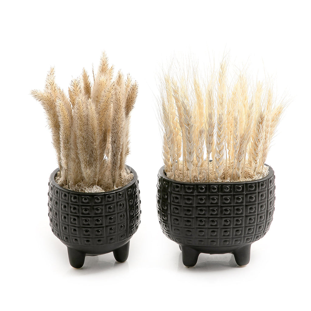 Set of dried flowers